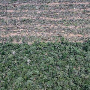 Salta: aprobaron el nuevo ordenamiento territorial que habilita grandes desmontes
