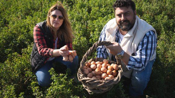 Huevos de gallinas libres de jaula, la millonaria apuesta de Carrefour que revoluciona el mercado local