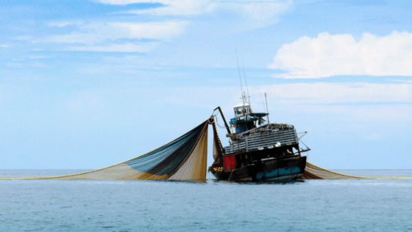 Qué ciudad de la Costa Atlántica prohibió la pesca de arrastre para proteger el ecosistema marino