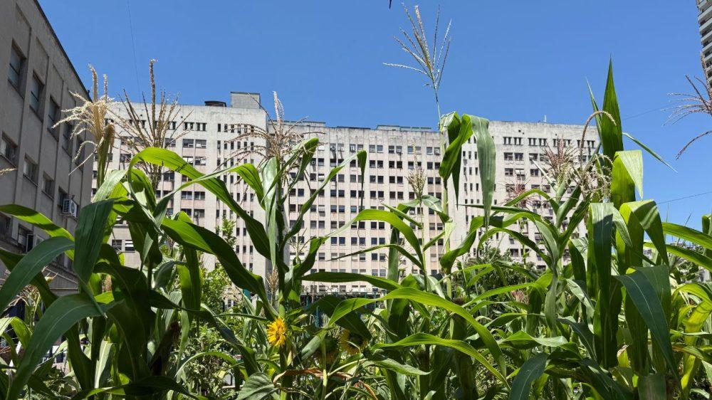 El patio secreto porteño donde se cultivan frutas y verduras agroecológicas gratis