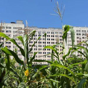 El patio «secreto» de la Ciudad donde se cultivan frutas y verduras agroecológicas gratis