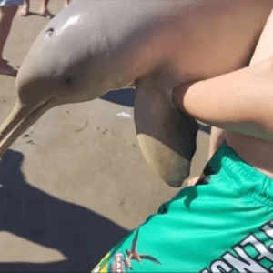 Hostigamiento de turistas y mascotas, y falta de alimento, las principales amenazas de la fauna marina en 2024