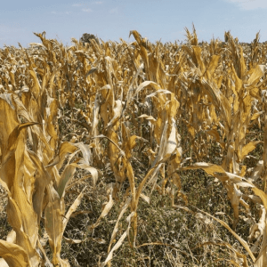 Este es el fenómeno climático que amenaza ecosistemas y comunidades en todo el mundo