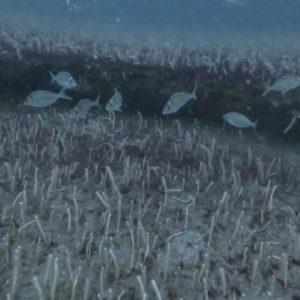 Hallaron un enorme jardín de corales frente a la costa de Mar del Plata