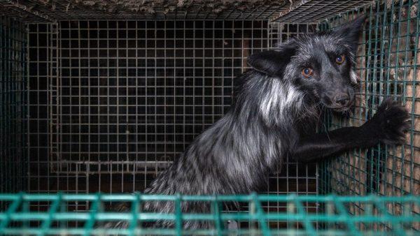 un perro en una jaula