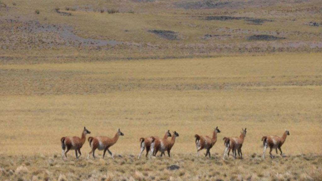 Mendoza suma 40 mil hectáreas a La Payunia para conservar al guanaco