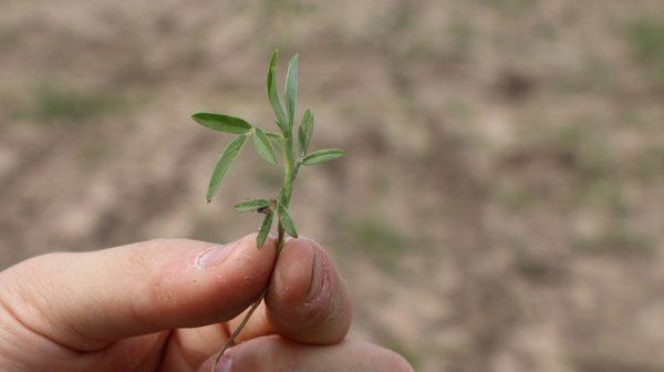 Desarrollan pasturas nativas más nutritivas y resistentes para impulsar la producción ganadera en el NEA