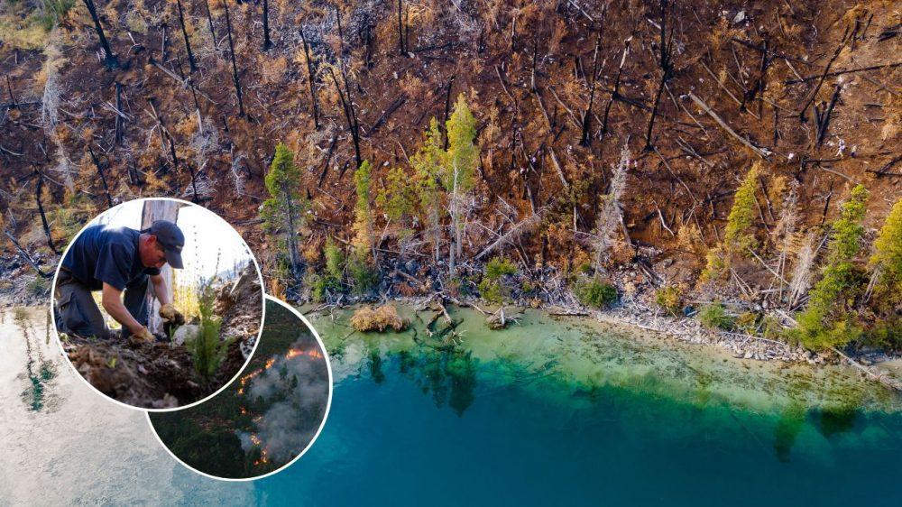 Cómo se puede reforestar los bosques argentinos tras los incendios