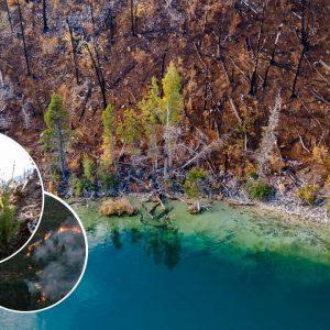 Incendios forestales en Argentina: ¿Cómo se pueden reforestar los bosques perdidos?