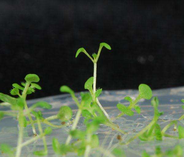 Científicos argentinos descubren el secreto detrás de la regeneración de las plantas