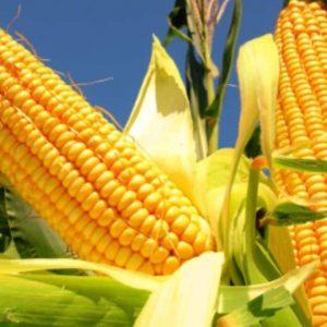 Por qué Argentina es pionera en el cultivo del maíz