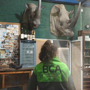 Desmantelan un taller clandestino de taxidermia con especies protegidas y exóticas en Berazategui