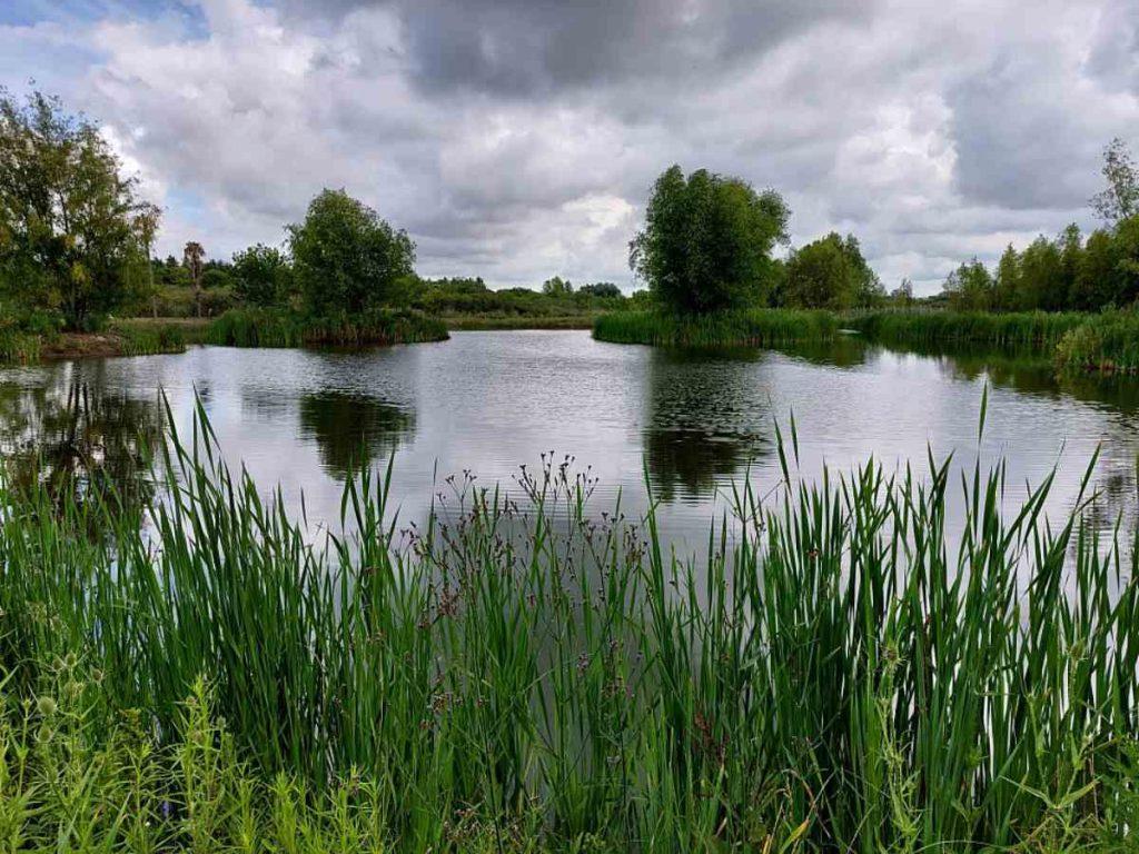 La reserva natural «oculta» en Zárate donde reinsertaron 58 aves recuperadas del tráfico ilegal