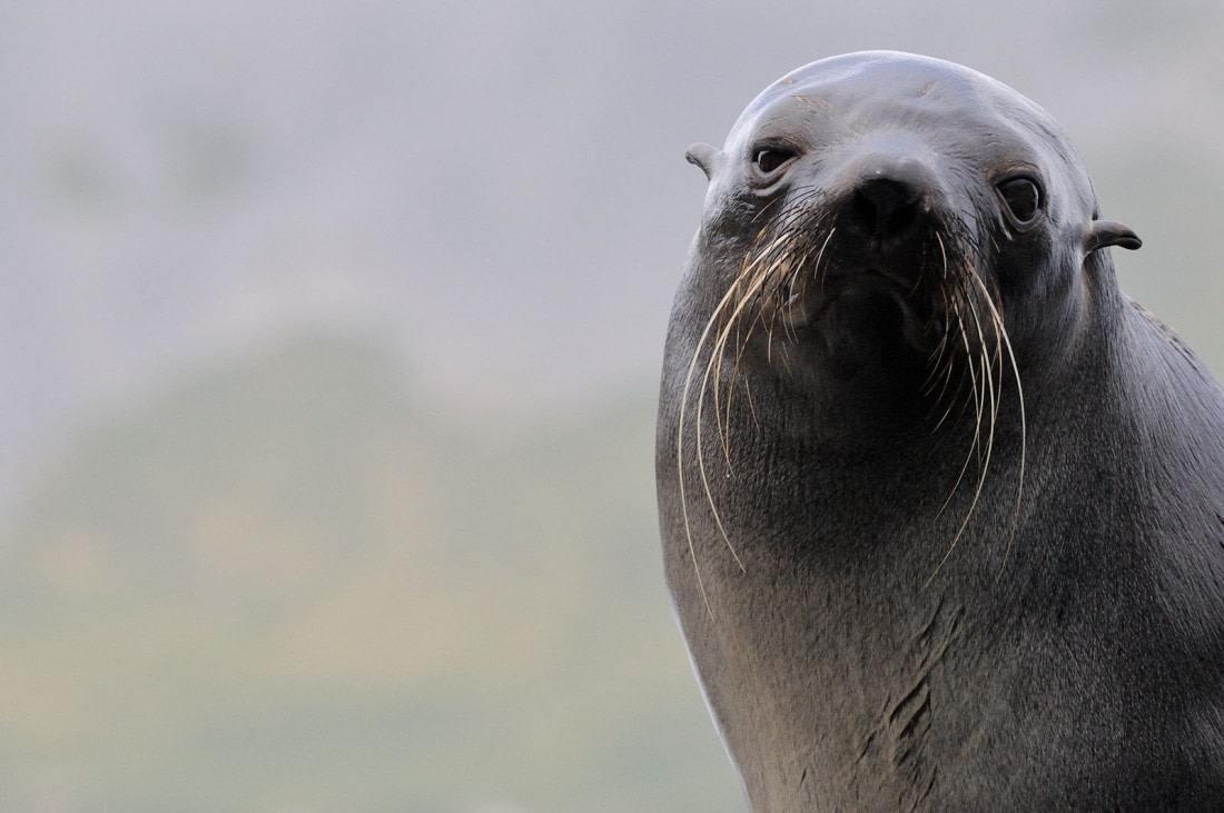 Foca