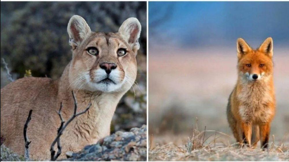 Esta provincia argentina prohibió la caza deportiva de pumas y zorros