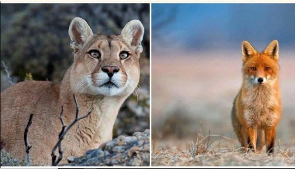 Esta provincia argentina prohibió la caza deportiva de pumas y zorros