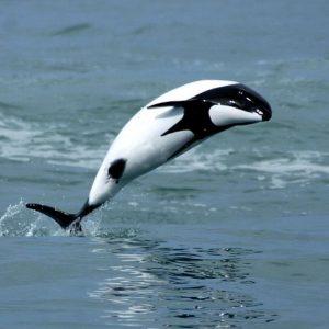 Las 7 especies que ahora son Monumentos Naturales en Chubut