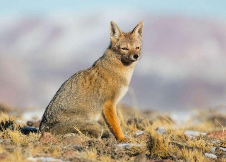 Santa Cruz prohíbe la caza deportiva de pumas y zorros en un avance hacia la conservación