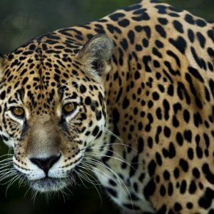 Fallo histórico en Formosa: condenan a prisión a los cazadores de un yaguareté