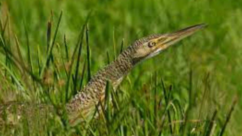 Rescataron en Tucumán un ave silvestre poco vista en América