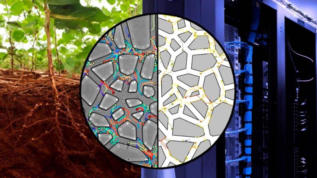Crean “suelos en un chip” para estudiar bacterias que promueven el crecimiento vegetal