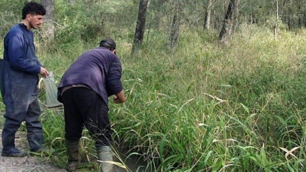 Hallaron en Chaco una especie de pez que se adapta a sobrevivir en la sequía