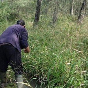 Hallaron en Chaco una especie de pez que se adapta a sobrevivir en la sequía
