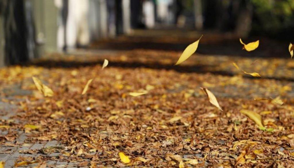 El «tesoro» que tenés en casa y todavía no descubriste: cómo ayuda al ambiente