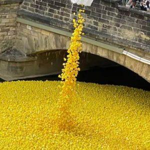 Un país liberó toneladas de “patos de plástico” al río e ignoró el impacto ambiental por completo