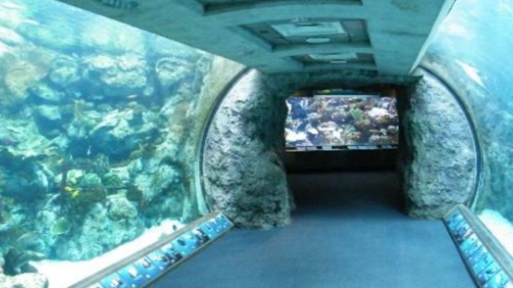 Hallaron un “túnel del tiempo” en el fondo del Pacífico: “Es imposible dimensionar el impacto ecológico”