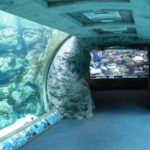 Hallaron un “túnel del tiempo” en el fondo del Pacífico: “Es imposible dimensionar el impacto ecológico”