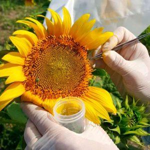 Un hallazgo clave en girasol podría revolucionar el mejoramiento genético de semillas