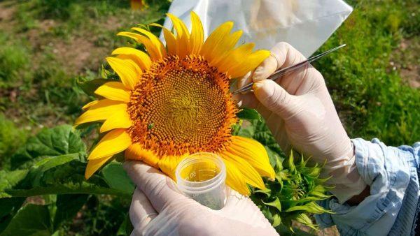 Un hallazgo clave en girasol podría revolucionar el mejoramiento genético de semillas