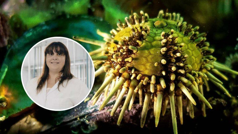 Erizos de mar, antioxidantes y salud, ¿para qué sirve?