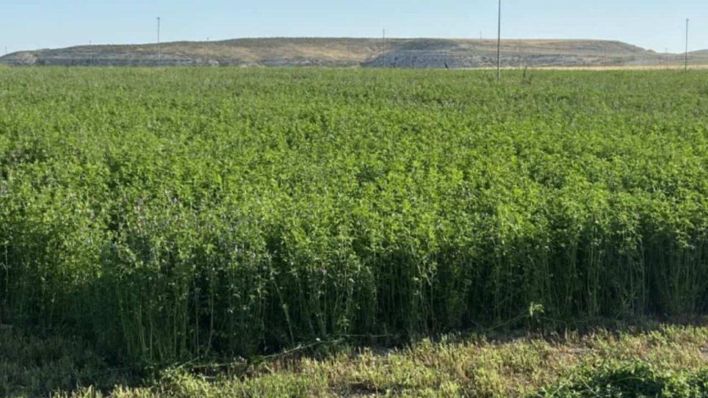 El negocio millonario en Argentina que se está consolidando como el nuevo “oro verde”
