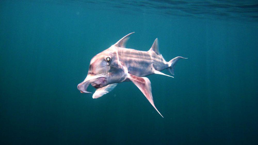 Zonas marinas de Chubut, designadas áreas prioritarias de conservación por la IUCN