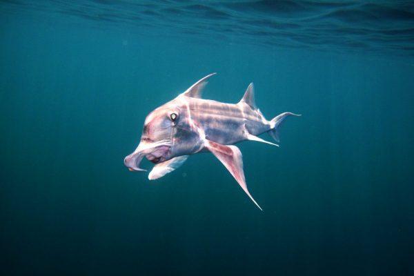 Zonas marinas de Chubut, designadas áreas prioritarias de conservación por la IUCN