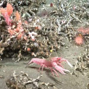 Así podés ver en vivo la inédita expedición científica al cañón submarino frente a Mar del Plata