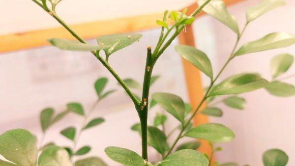 Un desarrollo argentino busca frenar la enfermedad más letal de los cítricos con una solución sustentable