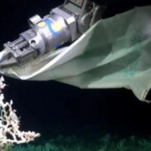 Hallaron una bolsa de plástico con letras chinas a 300 kilómetros de la costa de Mar del Plata