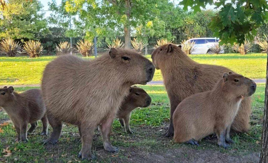 Los carpinchos ganan una batalla: la Justicia vuelve a detener el avance sobre los humedales de Nordelta Los carpinchos ganan una batalla: la Justicia vuelve a detener el avance sobre los humedales de Nordelta