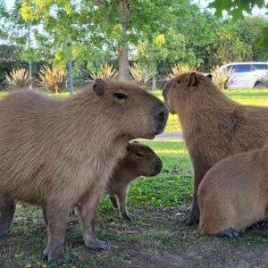 Alertan por el aumento del maltrato animal y se presentan nuevos proyectos en el Congreso