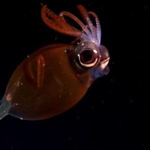 Qué especies raras encontraron los científicos del CONICET en el fondo del mar