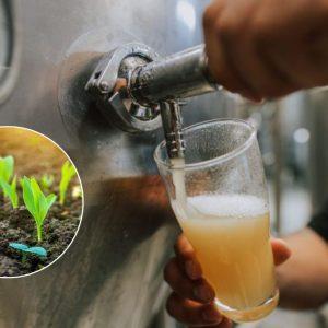 Científicos argentinos y una importante empresa transforman el bagazo de cerveza en solución climática