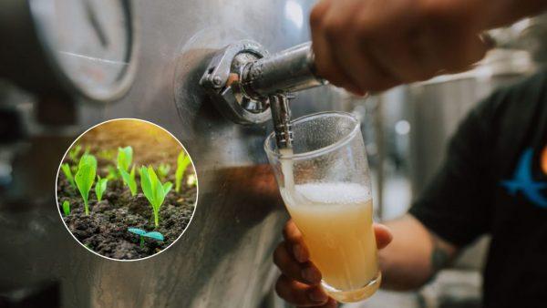 Científicos argentinos y una importante empresa transforman el bagazo de cerveza en solución climática
