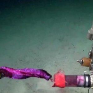 Registran por primera vez en Argentina un pulpo “Dumbo” en las profundidades del Atlántico