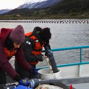 Científicos del CONICET estudian el potencial del canal Beagle para el cultivo de mejillones