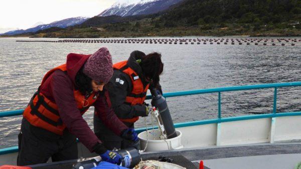 Científicos del CONICET estudian el potencial del canal Beagle para el cultivo de mejillones