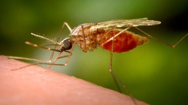 Alarma por un virus transmitido por mosquitos se expande con el cambio climático