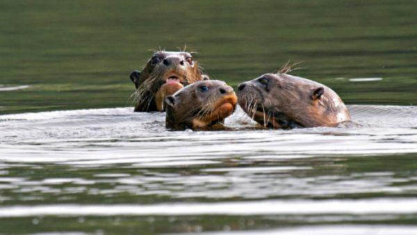 Nutria gigante se reinserta en Argentina